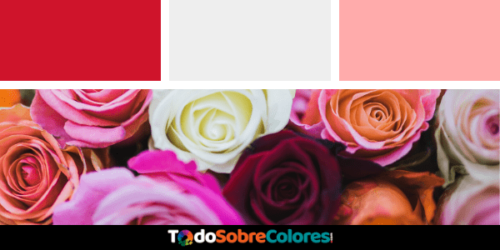 rosas por colores
