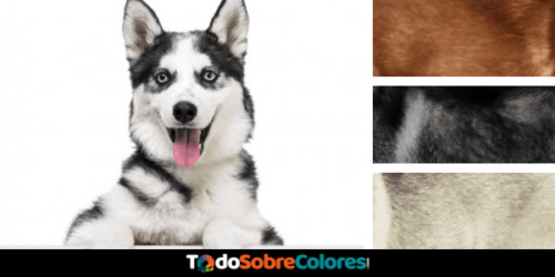 colores husky siberianos