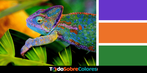 animales mas coloridos