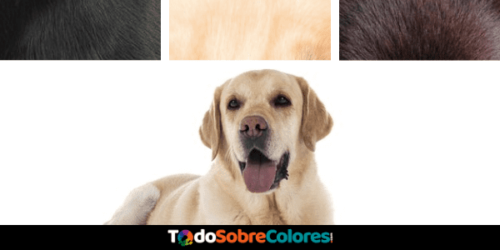 colores del labrador retriever