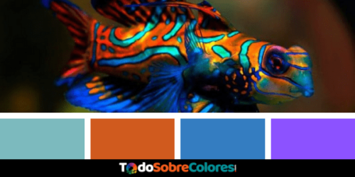 Peces mas coloridos