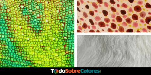 animales cambian color