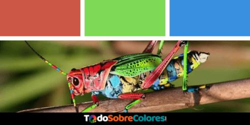 insectos con mas colores