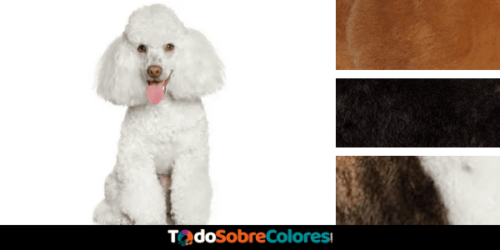 colores del caniche
