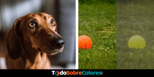 colores que ven perros