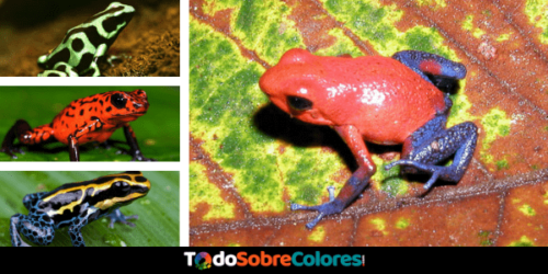 colores ranas punta de flecha