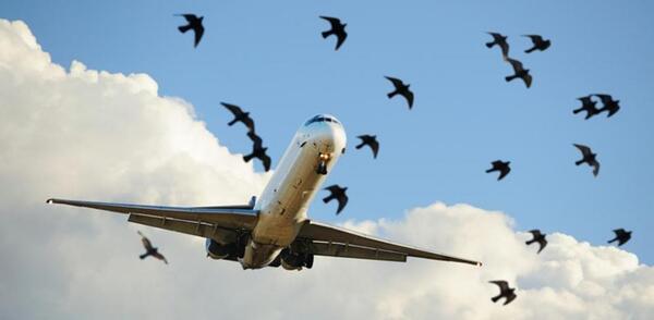 por que los aviones son blancos