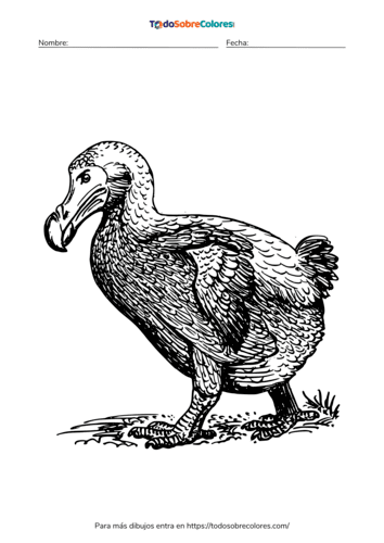 Dibujos de dodos para colorear