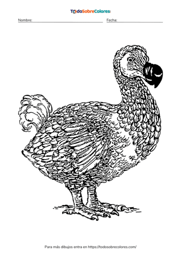 Dibujos de dodos para colorear