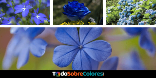 flores de color azul