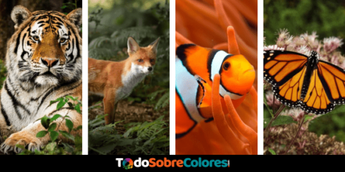 animales de color anaranjado