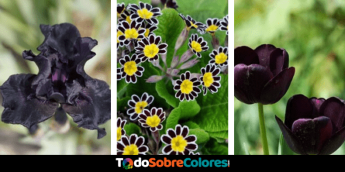 Flores de color negro