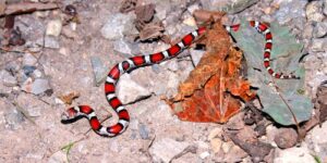 17 Animales de color rojo más llamativos | TodoSobreColores