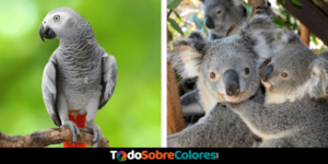 17 Animales de color rojo más llamativos | TodoSobreColores