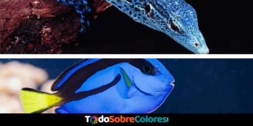 animales azules